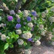 ヒメ日記 2025/07/22 07:53 投稿 そら すごいエステ京都店