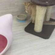 ヒメ日記 2026/02/22 23:48 投稿 かりな フォーシーズン