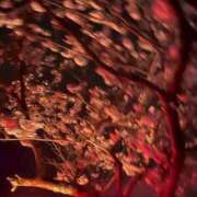 ヒメ日記 2025/04/06 17:33 投稿 浅木　ゆつき 川崎南町人妻高級ソープ エル・カーヒル(ELCURHIL)秘密の刻