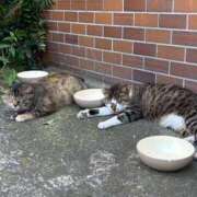 ヒメ日記 2026/03/31 18:25 投稿 優愛(ゆあ) グランドオペラ横浜