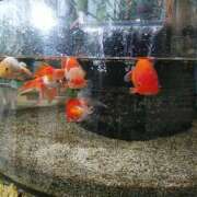 ヒメ日記 2025/04/13 23:14 投稿 ゆうか 熟女家 豊中蛍池店