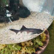 ヒメ日記 2025/08/13 01:20 投稿 ゆうか 熟女家 豊中蛍池店