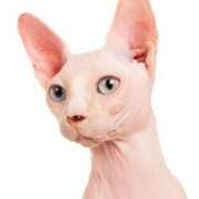 ヒメ日記 2025/09/17 10:48 投稿 きらら みんなのデリヘル