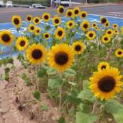 ヒメ日記 2023/08/08 07:05 投稿 みはる 脱がされたい人妻 町田・相模原店