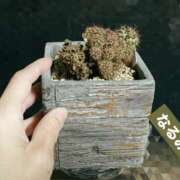 ヒメ日記 2025/05/26 04:43 投稿 なるみ 越谷熟女デリヘル マダムエプロン