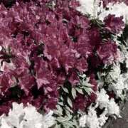 ヒメ日記 2025/10/24 12:35 投稿 まひる 奥鉄オクテツ東京店（デリヘル市場）