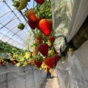 ヒメ日記 2025/03/21 16:10 投稿 もも チューリップ姫路店