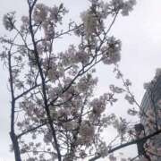 ヒメ日記 2025/04/08 17:00 投稿 もも チューリップ姫路店