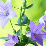 ヒメ日記 2025/04/30 07:03 投稿 明智 よう癒し大地の妖精 ファーストクラス ルビー