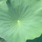 ヒメ日記 2025/08/08 13:40 投稿 明智 よう癒し大地の妖精 ファーストクラス ルビー