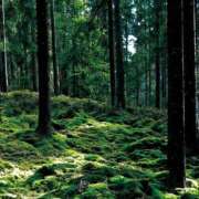 ヒメ日記 2025/11/10 11:13 投稿 明智 よう癒し大地の妖精 ファーストクラス ルビー