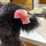 ヒメ日記 2025/05/21 23:50 投稿 茎 わかめ　SSSロり妹系悶絶系 ファーストクラス ルビー