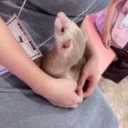 ヒメ日記 2025/06/15 21:43 投稿 茎 わかめ　SSSロり妹系悶絶系 ファーストクラス ルビー