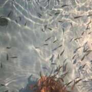 ヒメ日記 2025/06/20 22:01 投稿 茎 わかめ　SSSロり妹系悶絶系 ファーストクラス ルビー