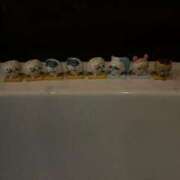 ヒメ日記 2025/08/04 22:28 投稿 茎 わかめ　SSSロり妹系悶絶系 ファーストクラス ルビー