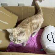 ヒメ日記 2025/08/28 00:11 投稿 茎 わかめ　SSSロり妹系悶絶系 ファーストクラス ルビー