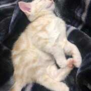 ヒメ日記 2025/10/08 20:14 投稿 茎 わかめ　SSSロり妹系悶絶系 ファーストクラス ルビー