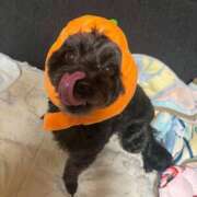 ヒメ日記 2025/10/21 20:33 投稿 茎 わかめ　SSSロり妹系悶絶系 ファーストクラス ルビー