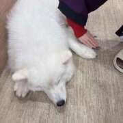 ヒメ日記 2025/12/11 00:13 投稿 茎 わかめ　SSSロり妹系悶絶系 ファーストクラス ルビー