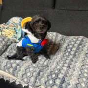 ヒメ日記 2026/01/29 23:33 投稿 茎 わかめ　SSSロり妹系悶絶系 ファーストクラス ルビー