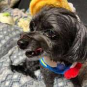 ヒメ日記 2026/01/31 18:13 投稿 茎 わかめ　SSSロり妹系悶絶系 ファーストクラス ルビー