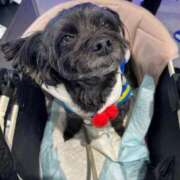 ヒメ日記 2026/02/01 22:13 投稿 茎 わかめ　SSSロり妹系悶絶系 ファーストクラス ルビー