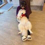 ヒメ日記 2026/03/03 22:33 投稿 茎 わかめ　SSSロり妹系悶絶系 ファーストクラス ルビー