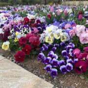 ヒメ日記 2026/03/24 21:33 投稿 茎 わかめ　SSSロり妹系悶絶系 ファーストクラス ルビー