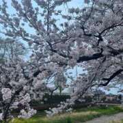 ヒメ日記 2026/03/29 23:43 投稿 茎 わかめ　SSSロり妹系悶絶系 ファーストクラス ルビー