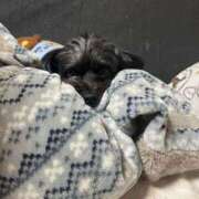 ヒメ日記 2026/03/30 23:13 投稿 茎 わかめ　SSSロり妹系悶絶系 ファーストクラス ルビー