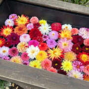 ヒメ日記 2026/10/19 16:13 投稿 茎 わかめ　SSSロり妹系悶絶系 ファーストクラス ルビー