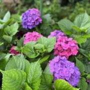 ヒメ日記 2025/06/16 13:33 投稿 るな 治療院.LOVE小山店