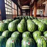 ヒメ日記 2025/08/07 13:28 投稿 よしこ 尼崎人妻援護会