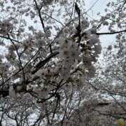 ヒメ日記 2025/04/06 20:36 投稿 辻宮ゆみこ 五十路マダム 愛されたい熟女たち 高松店