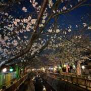 ヒメ日記 2026/03/29 20:54 投稿 辻宮ゆみこ 五十路マダム 愛されたい熟女たち 高松店