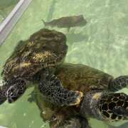 ヒメ日記 2026/06/21 19:48 投稿 辻宮ゆみこ 五十路マダム 愛されたい熟女たち 高松店