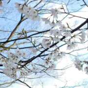 ヒメ日記 2025/04/15 23:31 投稿 マヒロ ラブコレクション