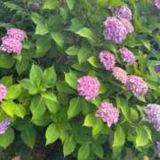 ヒメ日記 2025/07/19 19:46 投稿 マヒロ ラブコレクション