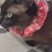 ヒメ日記 2025/03/20 09:01 投稿 メグミ ラブコレクション