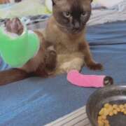 ヒメ日記 2025/10/16 11:16 投稿 メグミ ラブコレクション