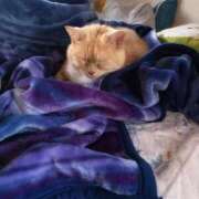 ヒメ日記 2026/01/20 08:16 投稿 メグミ ラブコレクション