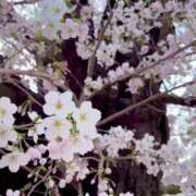 ヒメ日記 2025/03/27 19:19 投稿 こはく BEYOND SPA 五反田店