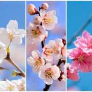 ヒメ日記 2025/03/26 11:53 投稿 わかこ 熟女の風俗最終章 蒲田店