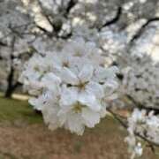 ヒメ日記 2025/03/29 16:32 投稿 わかこ 熟女の風俗最終章 蒲田店