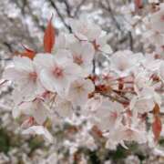 ヒメ日記 2025/04/12 11:10 投稿 わかこ 熟女の風俗最終章 蒲田店