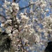 ヒメ日記 2025/04/12 01:30 投稿 守殿柚希 五十路マダム姫路店