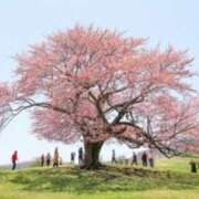 ヒメ日記 2025/11/26 17:32 投稿 守殿柚希 五十路マダム姫路店