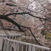 ヒメ日記 2025/04/04 21:48 投稿 智景(ちかげ) 相模原人妻城