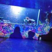 ヒメ日記 2025/07/11 16:54 投稿 智景(ちかげ) 相模原人妻城