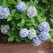 ヒメ日記 2025/07/14 23:15 投稿 智景(ちかげ) 相模原人妻城